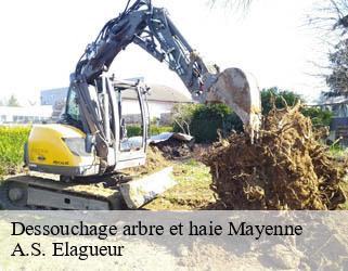 Dessouchage arbre et haie 53 Mayenne  A.S. Elagueur