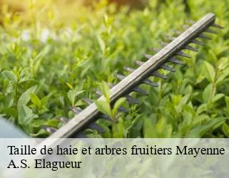 Taille de haie et arbres fruitiers 53 Mayenne  A.S. Elagueur