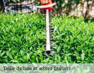 Taille de haie et arbres fruitiers