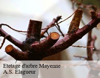 Etetage d'arbre 53 Mayenne  A.S. Elagueur
