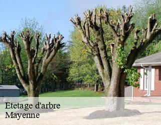 Etetage d'arbre Mayenne 
