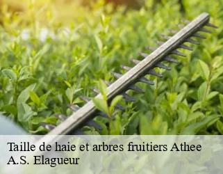 Taille de haie et arbres fruitiers athee-53400 A.S. Elagueur