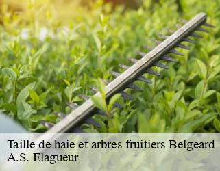 Taille de haie et arbres fruitiers  belgeard-53440 A.S. Elagueur