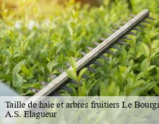 Taille de haie et arbres fruitiers  le-bourgneuf-la-foret-53410 A.S. Elagueur