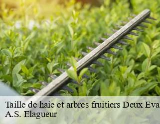 Taille de haie et arbres fruitiers deux-evailles-53150 A.S. Elagueur