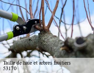 Taille de haie et arbres fruitiers 53170