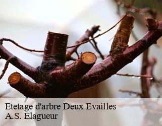 Etetage d'arbre deux-evailles-53150 A.S. Elagueur