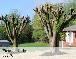Etetage d'arbre 53170