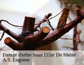 Etetage d'arbre  saint-ellier-du-maine-53220 A.S. Elagueur