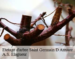Etetage d'arbre saint-germain-d-anxure-53240 A.S. Elagueur