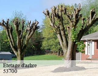 Etetage d'arbre 53700