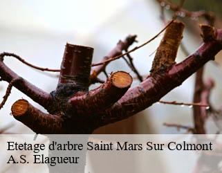 Etetage d'arbre saint-mars-sur-colmont-53300 A.S. Elagueur