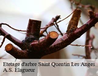Etetage d'arbre saint-quentin-les-anges-53400 A.S. Elagueur