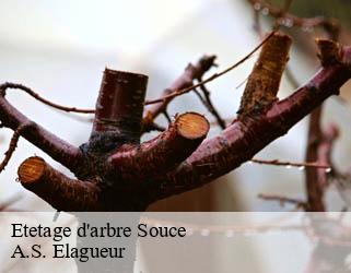 Etetage d'arbre souce-53300 A.S. Elagueur